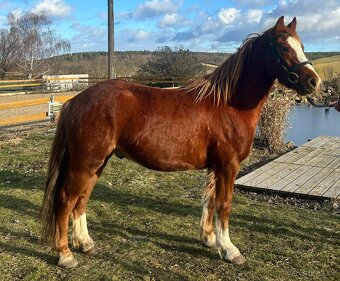 Perspektivní tříletý valach - 2