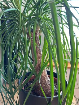 Pokojová rostlina "Sloní noha" - 2