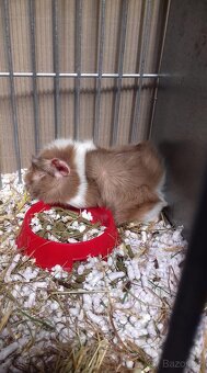 Morče, rozeta, us teddy - 2