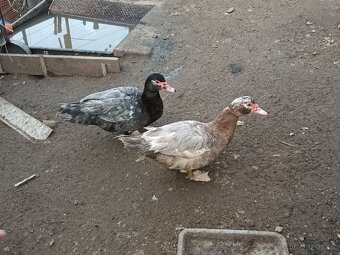 Kachna pižmová - 2