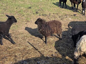 Ouessantská ovce - 2