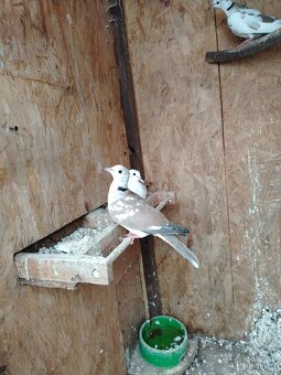 Hrdlicky chechtave - 2