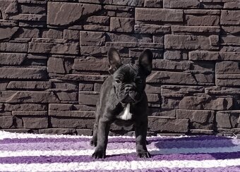 Francúzsky buldoček s PP/French bulldog - 2