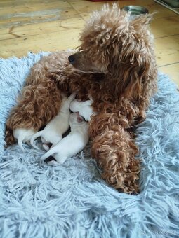 Maltipoo F1 pudl ,pudlik, maltézský psík. - 2
