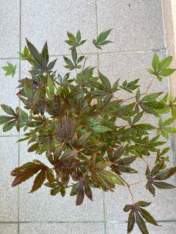 Bonsai, Bonsaj, japonský javor, skalky - 2