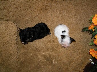Štěňátka Biewer Yorkshire Terrier - 2 fenečky - 2