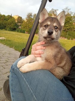 Sibiřský husky s vlkem - 2