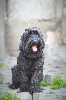 Blackie - kříženec, hodný, mazlivý, cca 4 roky - 2