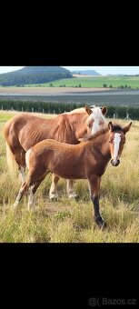 Pony B - irský cob - 2