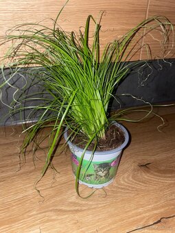 Kočičí tráva Cyperus alternifolius 'Zumula' - 2