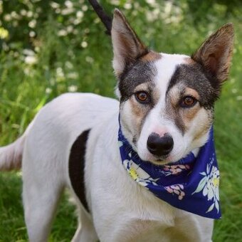 ESTA K ADOPCI - umazlená kráska, AKUTNÍ - 2