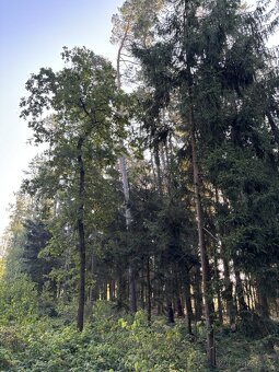 Prodej, pozemek, 19 719 m, Kojkovice 117, Krásná Hora, Česko - 2