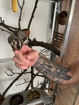 Vakoveverka 🐿️ Létavá - 2