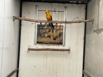 Aratinga sluneční - 2