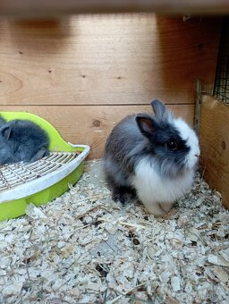 Zakrslý teddy králík - 2