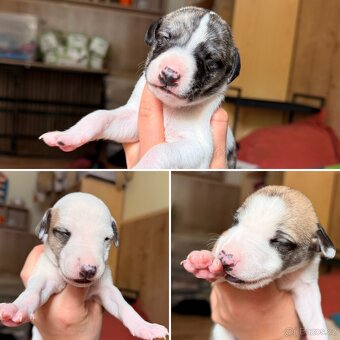 Whippet s PP - rezervace štěňat - 2