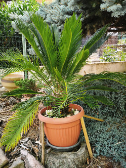 palma Cycas - 2
