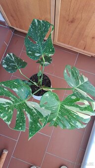 Monstera Thai - 2