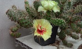 Kaktusy - mrazuvzdorné opuncie - 2