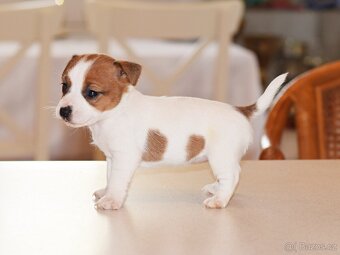 Jack Russell teriér s PP - Duffy - 2
