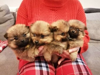 Oranžový špic-pomeranian - 2