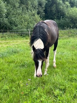 DOUBLE Homozygot Paint Horse APH - 2