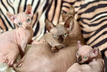 Kočička Sphynx - 2