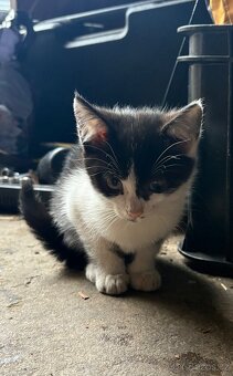 Daruji dvě krásná koťátka - 2