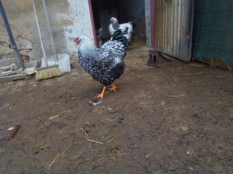 Wyandotka velká stříbrná černé lemovana - 2