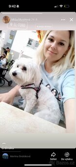 Krytí fenky Maltézský psík - 2