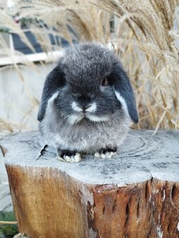 Zakrslý králíček - beránek minilop - 2