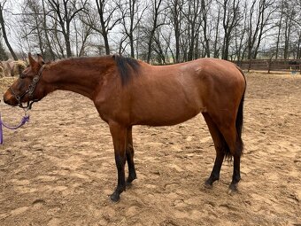 2 letá klisna Lusitano x P.r.e - 2