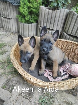 Štěňata - Belgický ovčák malinois - 2