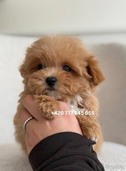 Maltipoo F1 Caramel | Lina - 2