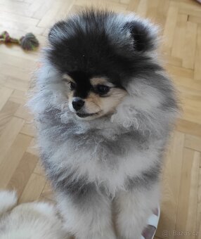 Pomeranian štěně - 2
