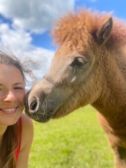 Shetland pony klisna s Pp - 2