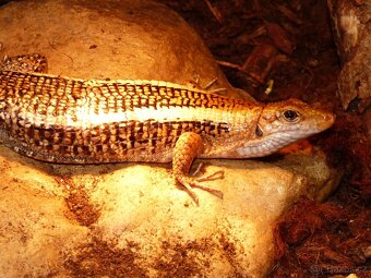 Ještěrkovec scinkovitý (Zoonosaurus laticaudatus) - 2