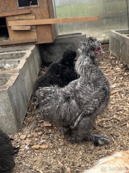 Kohouti hedvabnicka - 2