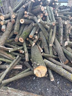 Listnaté dřevo 700/m3 - 2