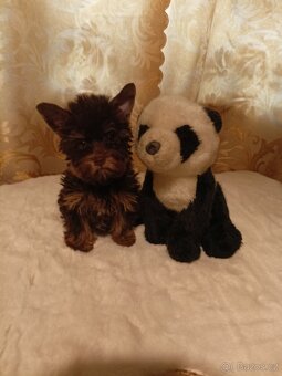 Jorkšírský teriér s PP míní - 2