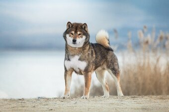SHIBA štěňata k rezervaci - 2