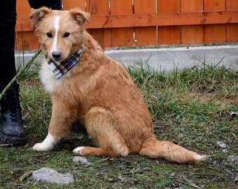 GOLDY K ADOPCI - HRAVÉ, POSEDNÉ, MILÉ ŠTĚNĚ - - 2