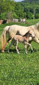 Pony - 2