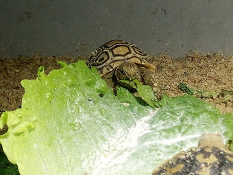 Želva pardálí ( stigmochelys pardalis babcocki ) - 2