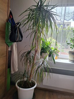 Dracena - 2