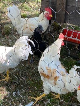 Kohout aim cemani - 2