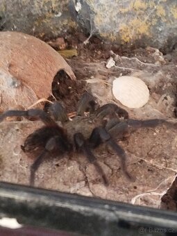 Sklípkan Pterinopelma sazimai - 2