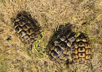 Testudo graeca ibera - želva žlutohnědá - 2