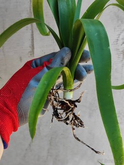 yucca elephantipes - 2