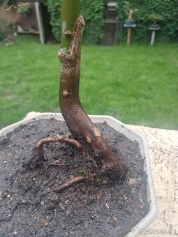 Bonsaj,bonsai Javor - 2